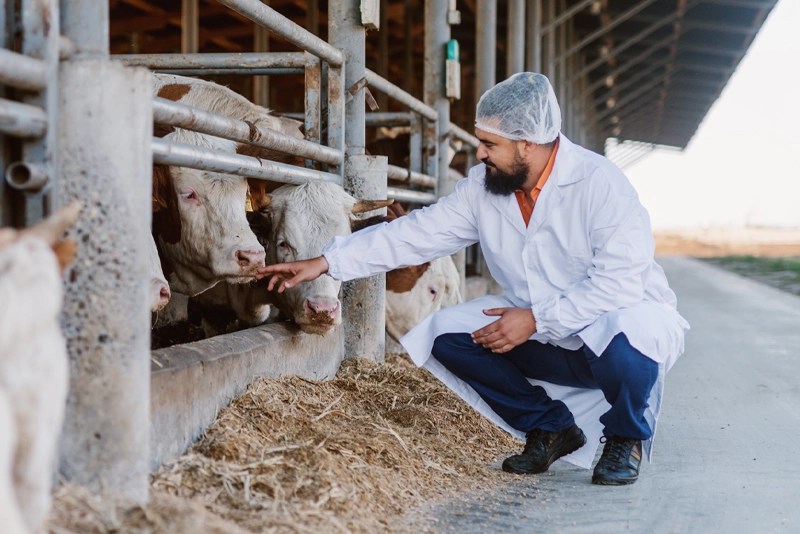 An animal biologist crouches down next to a group of cows