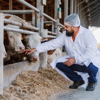 An animal biologist crouches down next to a group of cows